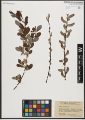 Foto von Salix aurita L.